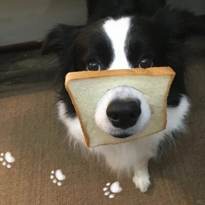 泥嚎૮⑉ºᗜº⑉ა ​
#萌宠头像##狗狗头像#