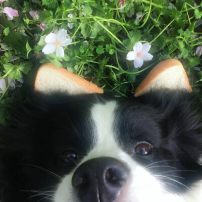 泥嚎૮⑉ºᗜº⑉ა ​
#萌宠头像##狗狗头像#