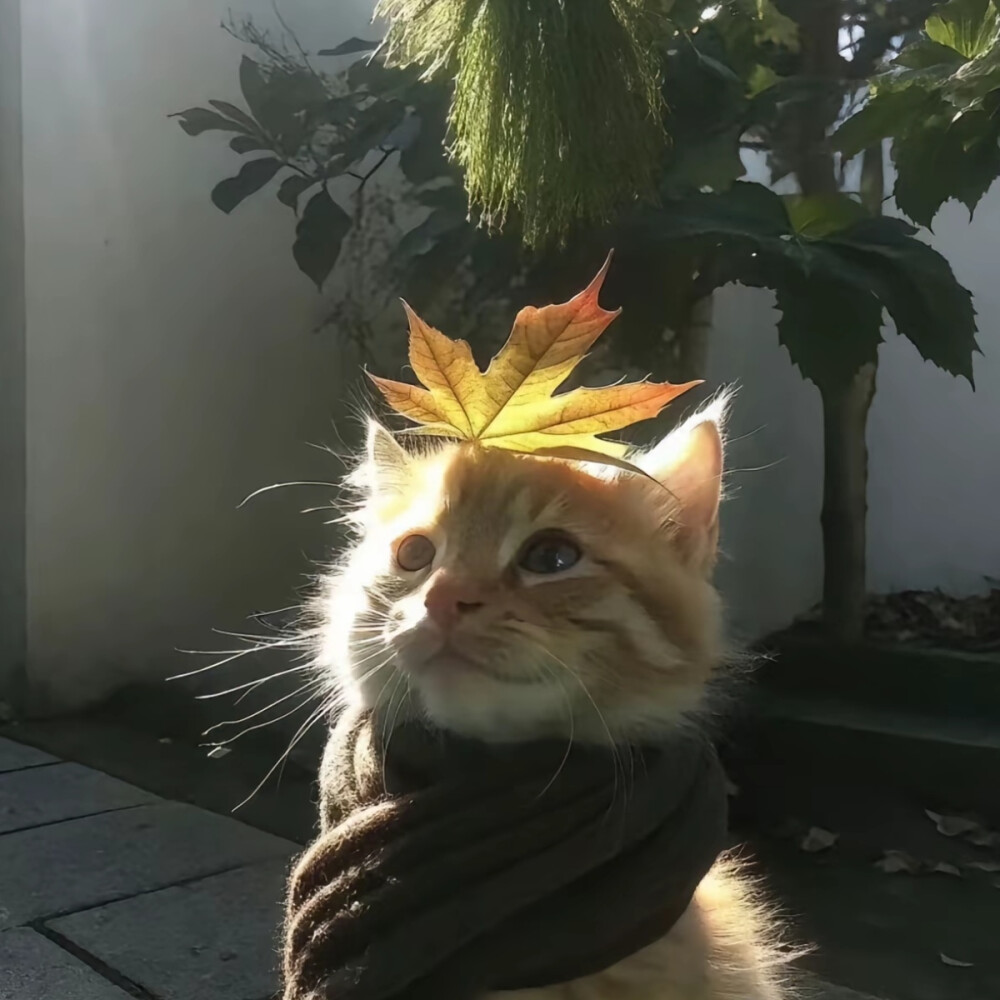 情头