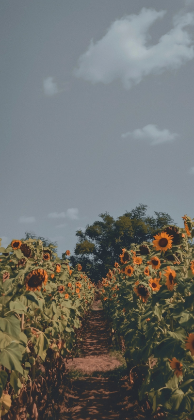 景