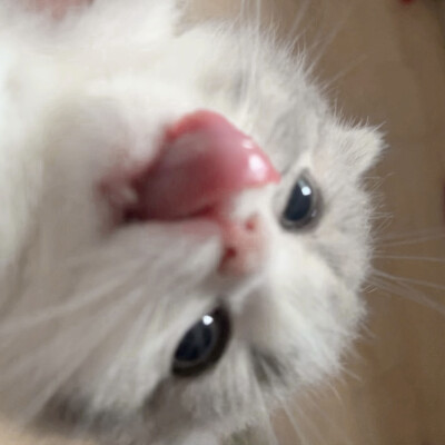 喵～