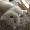 萌物