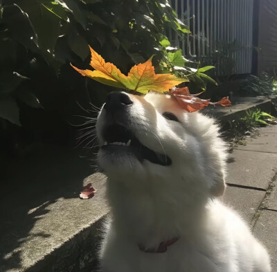 情头