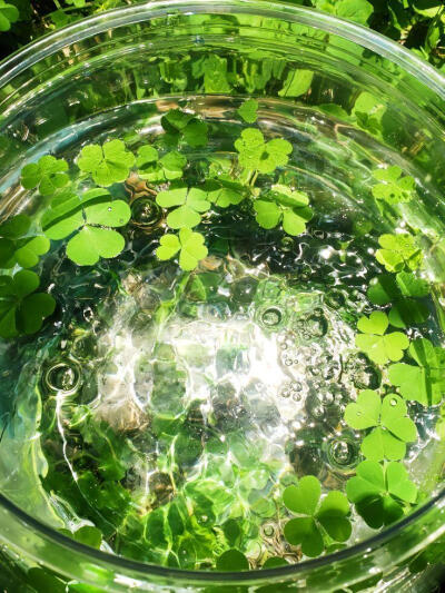 夏日绿色系