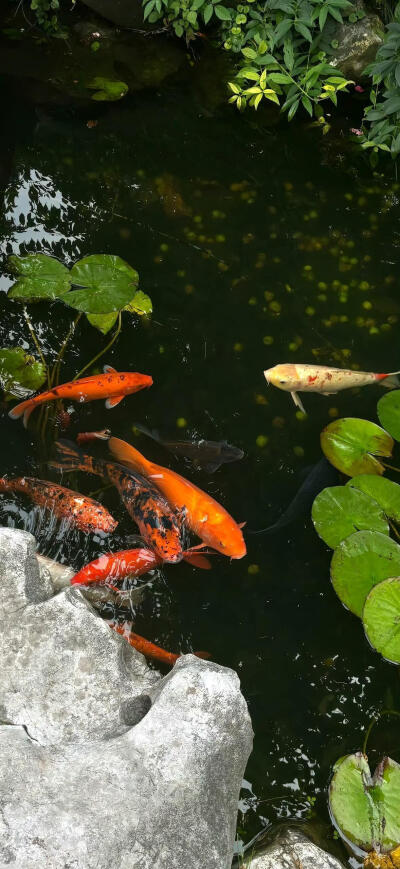 壁纸