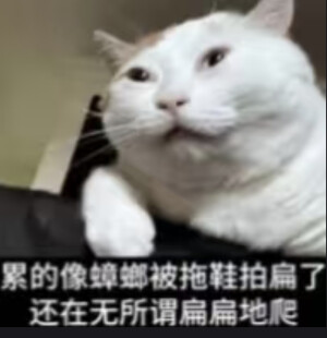 猫猫表情包