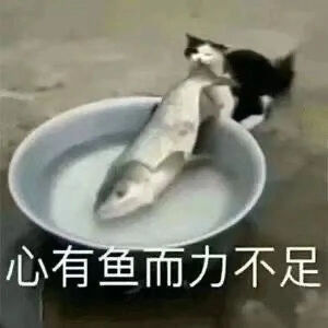 猫猫表情包