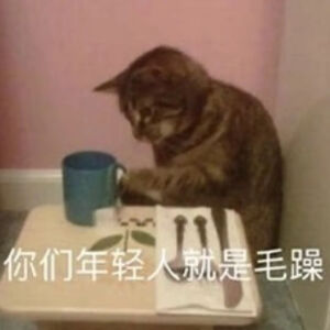 猫猫表情包