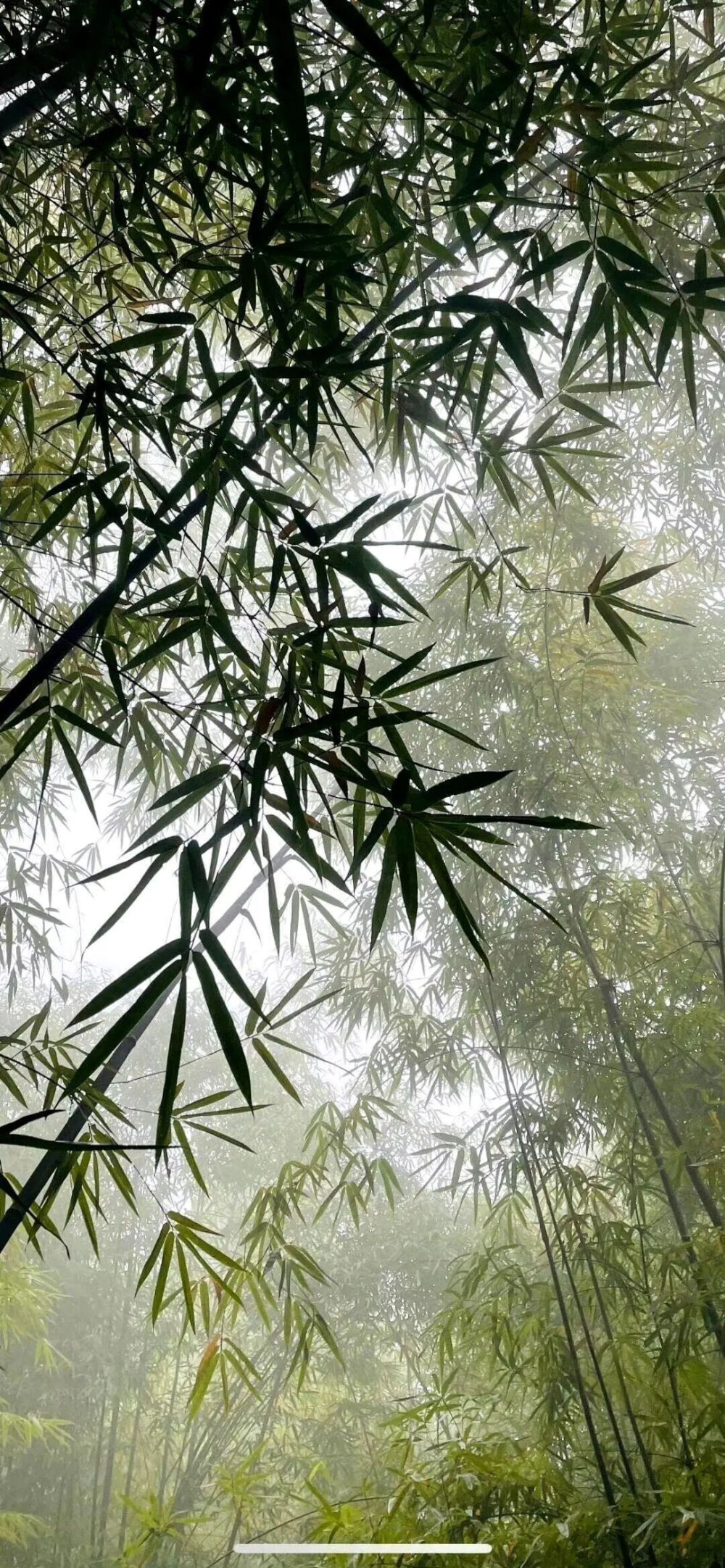 绿色壁纸