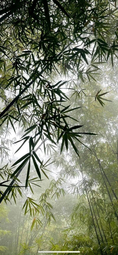 绿色壁纸