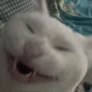 猫猫表情包
