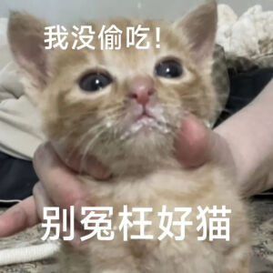 猫猫表情包