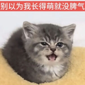 猫猫表情包