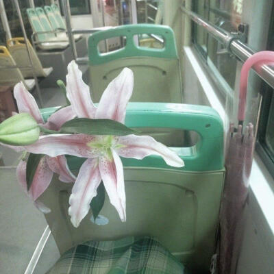 青粉色美学