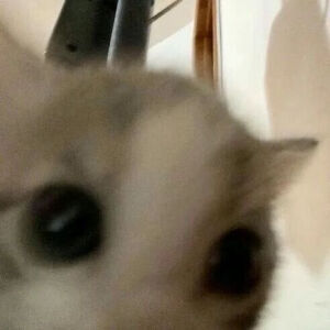 猫猫表情包