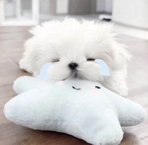 情头