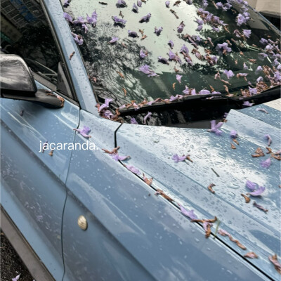 雨季 蓝花楹