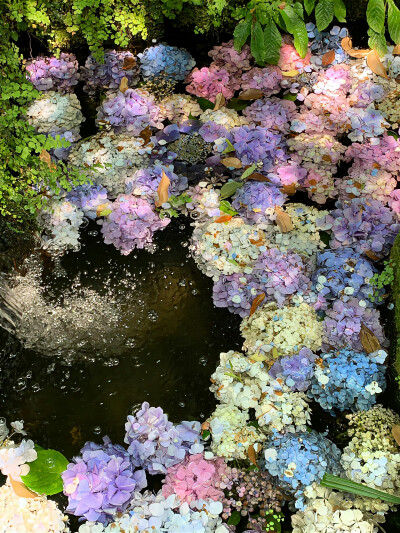 绣球花背景图 无尽夏背景图 紫色系背景图