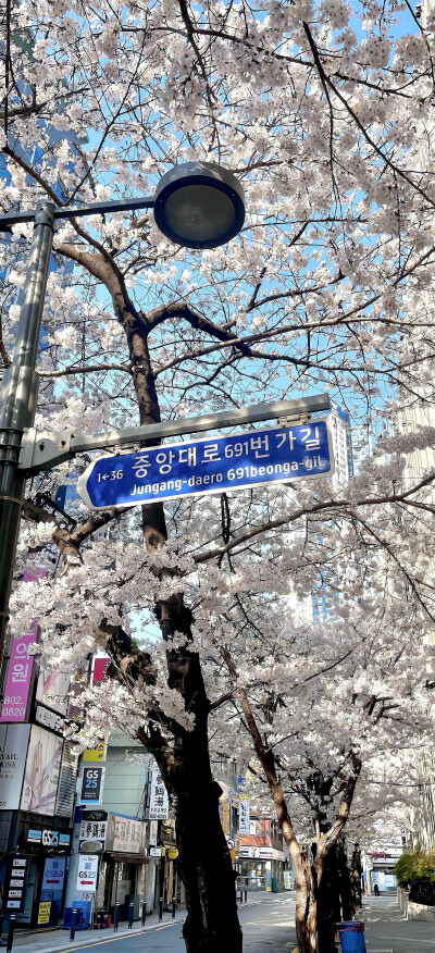竖屏手机壁纸 高清 绿色