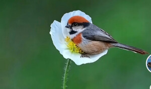 花鸟