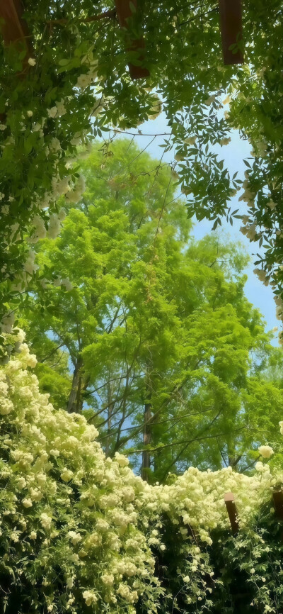 绿色系壁纸