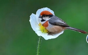 花鸟