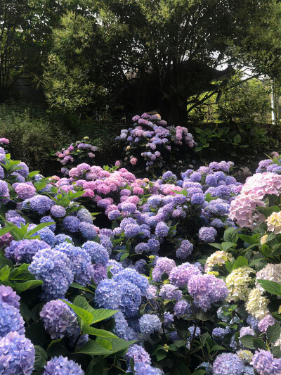 绣球花背景图 无尽夏背景图 紫色系背景图