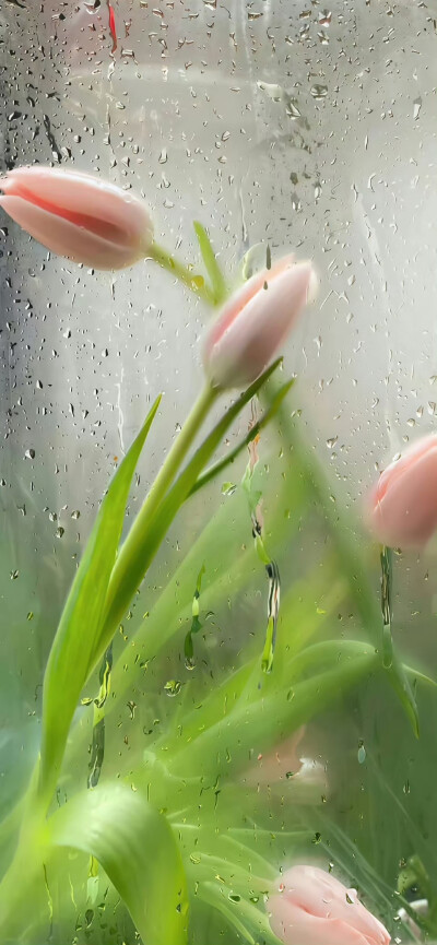 绿色系壁纸