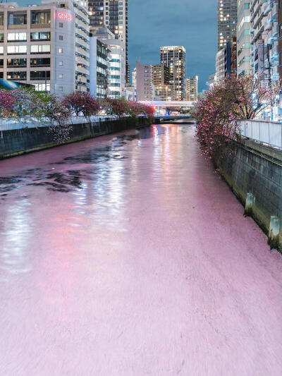 只有日本