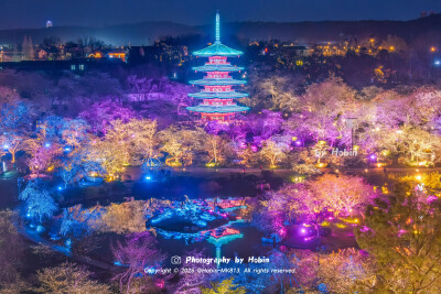 武汉东湖夜樱盛放
五彩斑斓的灯光把樱花染上梦幻色彩，光影交织间，整片樱林都浸在浪漫的夜色里！
by.@HobinMK813