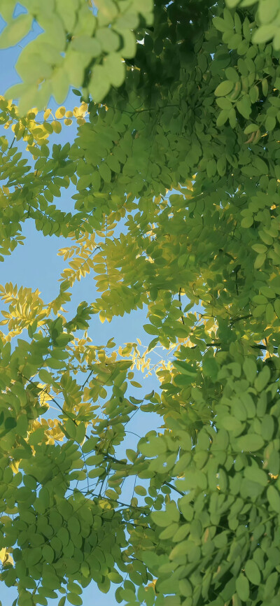 绿色系壁纸