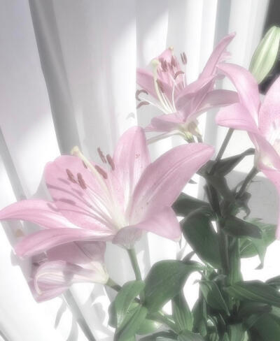 pinkgreen粉绿色美学