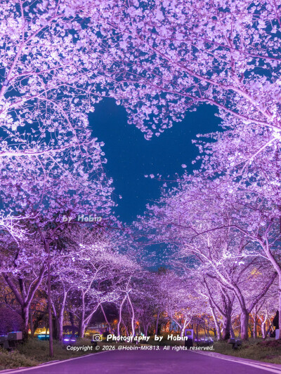 武汉东湖夜樱盛放
五彩斑斓的灯光把樱花染上梦幻色彩，光影交织间，整片樱林都浸在浪漫的夜色里！
by.@HobinMK813