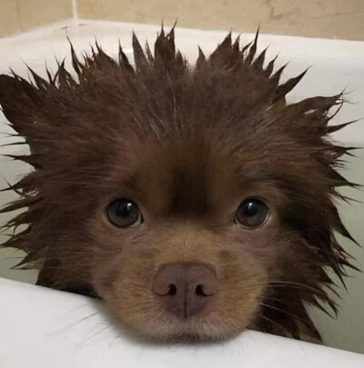 小狗