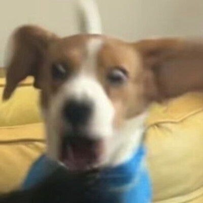 小狗