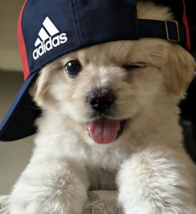 小狗