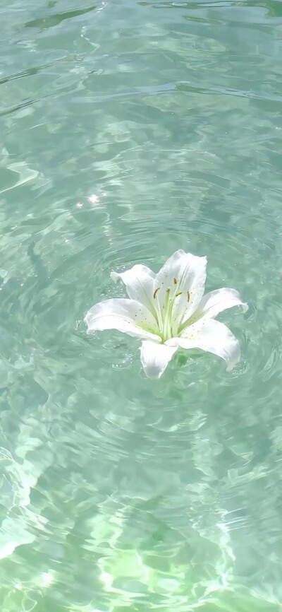 手机壁纸