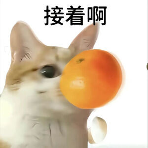 猫猫表情包