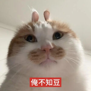 猫猫表情包