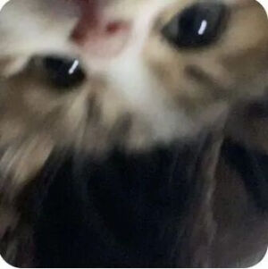 猫猫表情包