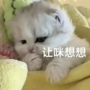 猫猫表情包