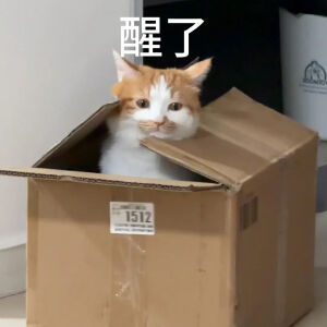 猫猫表情包