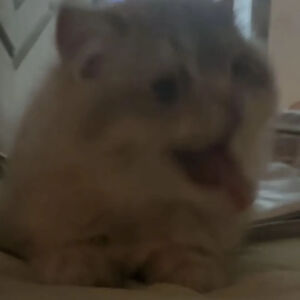 猫猫表情包