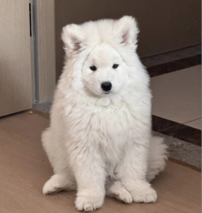 萨摩耶