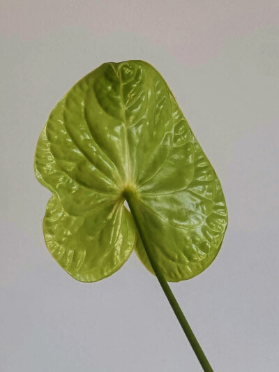 日常
绿色