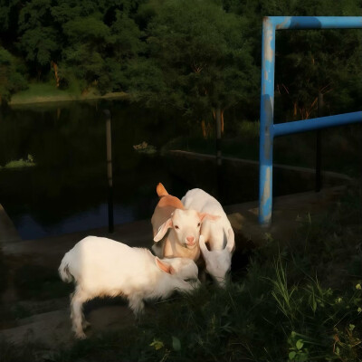 图源ks：偷喝汽水