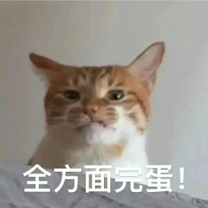 猫猫表情包