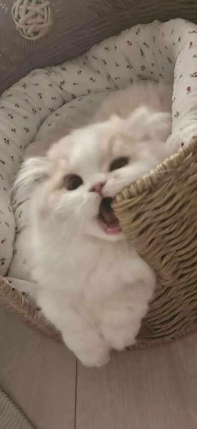 猫猫拯救世界