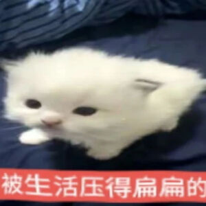 猫猫表情包