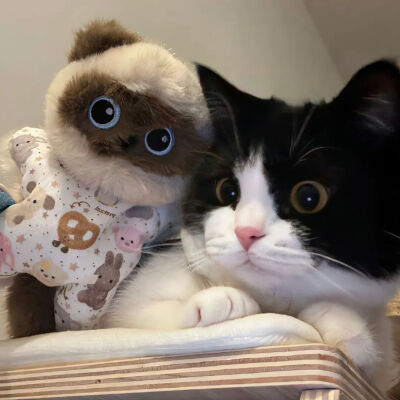 猫猫拯救世界
